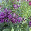 MONARDA HYBRIDA 'BEE PURE' kak1