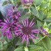 MONARDA HYBRIDA 'BEE PURE' kak2