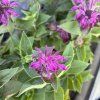 MONARDA HYBRIDA 'BEE PURE' kak3