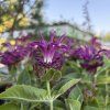 MONARDA HYBRIDA 'BEE PURE' kak4