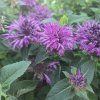 MONARDA HYBRIDA 'BEE PURE' kak5