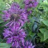 MONARDA HYBRIDA 'BEE PURE' kak6