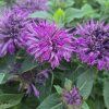 MONARDA HYBRIDA 'BEE PURE' kak7