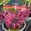 MONARDA HYBRIDA 'BEE PURE' kak