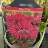 MONARDA 'BEE TRUE' kak8
