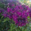 MONARDA 'BEE TRUE' kak9