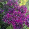 MONARDA 'BEE TRUE' kak10