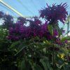 MONARDA 'BEE TRUE' kak11