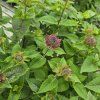 MONARDA 'BEE TRUE' kak1