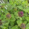 MONARDA 'BEE TRUE' kak