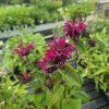 MONARDA 'BEE TRUE' kak2