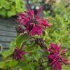 MONARDA 'BEE TRUE' kak3