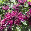MONARDA 'BEE TRUE' kak4