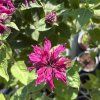MONARDA 'BEE TRUE' kak5