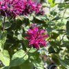 MONARDA 'BEE TRUE' kak6