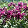 MONARDA 'BEE TRUE' kak7