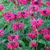 MONARDA 'BEE TRUE' shut