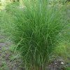 MISCANTHUS SINENSIS 'GRACILLIMUS' IST1