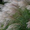 MISCANTHUS SINENSIS 'GRACILLIMUS' IST2