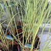 MISCANTHUS SINENSIS 'GRACILLIMUS' kak1