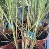 MISCANTHUS SINENSIS 'GRACILLIMUS' kak2