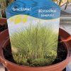 MISCANTHUS SINENSIS 'GRACILLIMUS kak