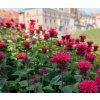 MONARDA 'BEE HAPPY' shut1