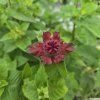 MONARDA 'BEE HAPPY' kak