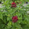 MONARDA 'BEE HAPPY' kak2