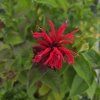 MONARDA 'BEE HAPPY' kak1