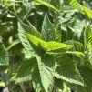 MONARDA 'BEE HAPPY' kak3