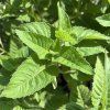 MONARDA 'BEE HAPPY' kak4