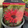MONARDA 'BEE HAPPY' kak5