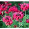 MONARDA 'BEE HAPPY' shut