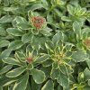 SEDUM KAMTSCHATICUM 'VARIEGATUM' kak3