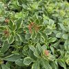 SEDUM KAMTSCHATICUM 'VARIEGATUM' kak4