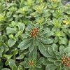 SEDUM KAMTSCHATICUM 'VARIEGATUM' kak5