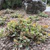 SEDUM KAMTSCHATICUM 'VARIEGATUM' kak6