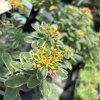SEDUM KAMTSCHATICUM 'VARIEGATUM kak7