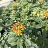SEDUM KAMTSCHATICUM 'VARIEGATUM' kak8