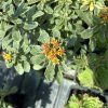 SEDUM KAMTSCHATICUM 'VARIEGATUM' kak9