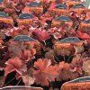 HEUCHERA 'CHERRY COLA' kak1