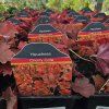 HEUCHERA 'CHERRY COLA' kak