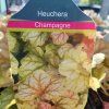 HEUCHERA 'CHAMPAGNE' kak1
