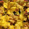 HEUCHERA 'CHAMPAGNE' kak2