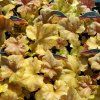 HEUCHERA 'CHAMPAGNE' kak3
