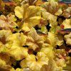 HEUCHERA 'CHAMPAGNE' kak4