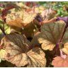 HEUCHERA 'CHAMPAGNE' kak5