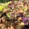 HEUCHERA 'CHAMPAGNE' kak6