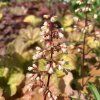 HEUCHERA 'CHAMPAGNE' kak7